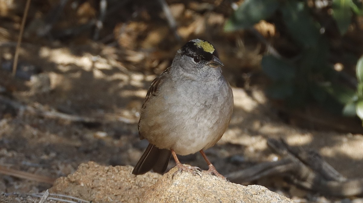 Golden-crowned Sparrow - Alison Sheehey