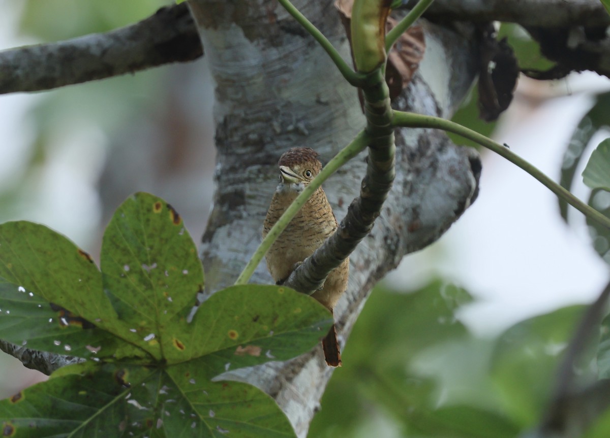 Barred Puffbird - ML614585176