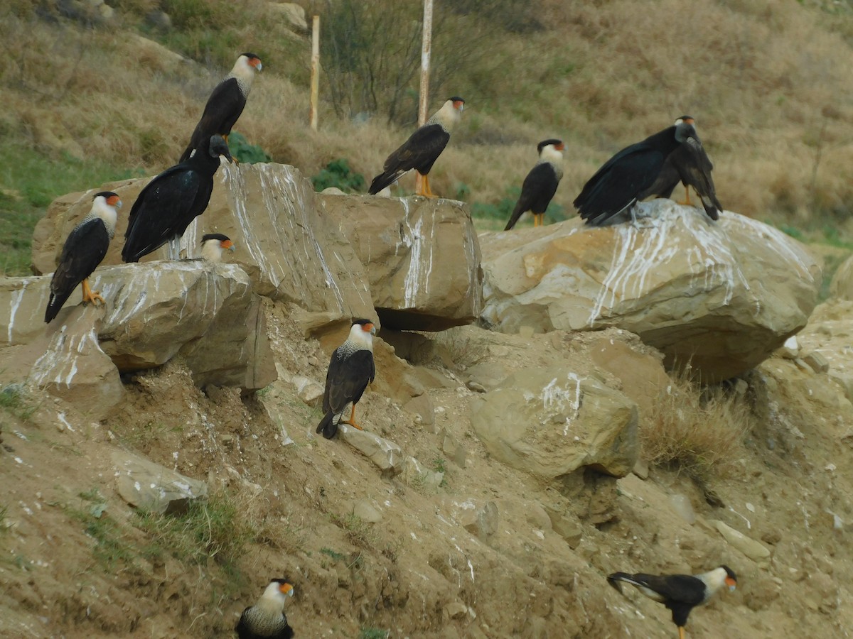 Crested Caracara - ML614585195