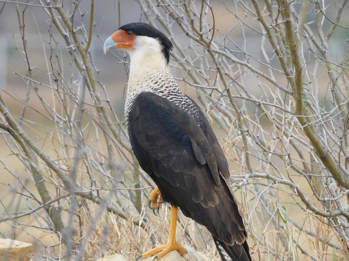 Crested Caracara - ML614585209