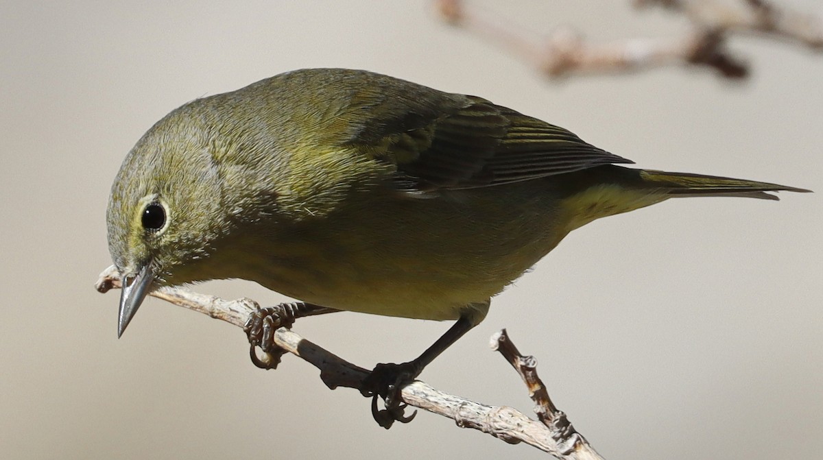 Orange-crowned Warbler - Alison Sheehey