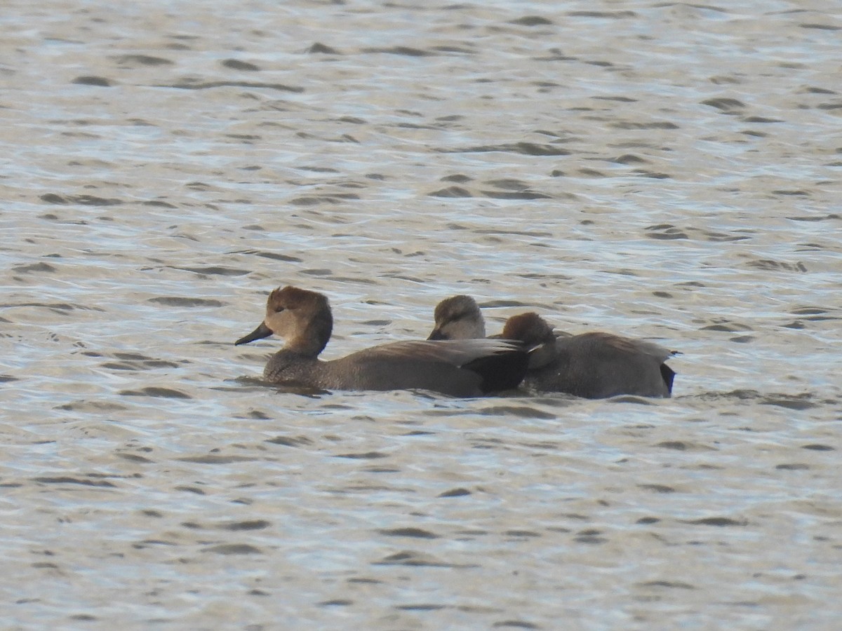 Gadwall - ML614585384