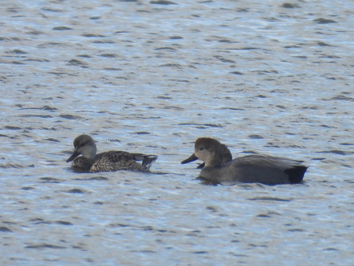 Gadwall - ML614585385