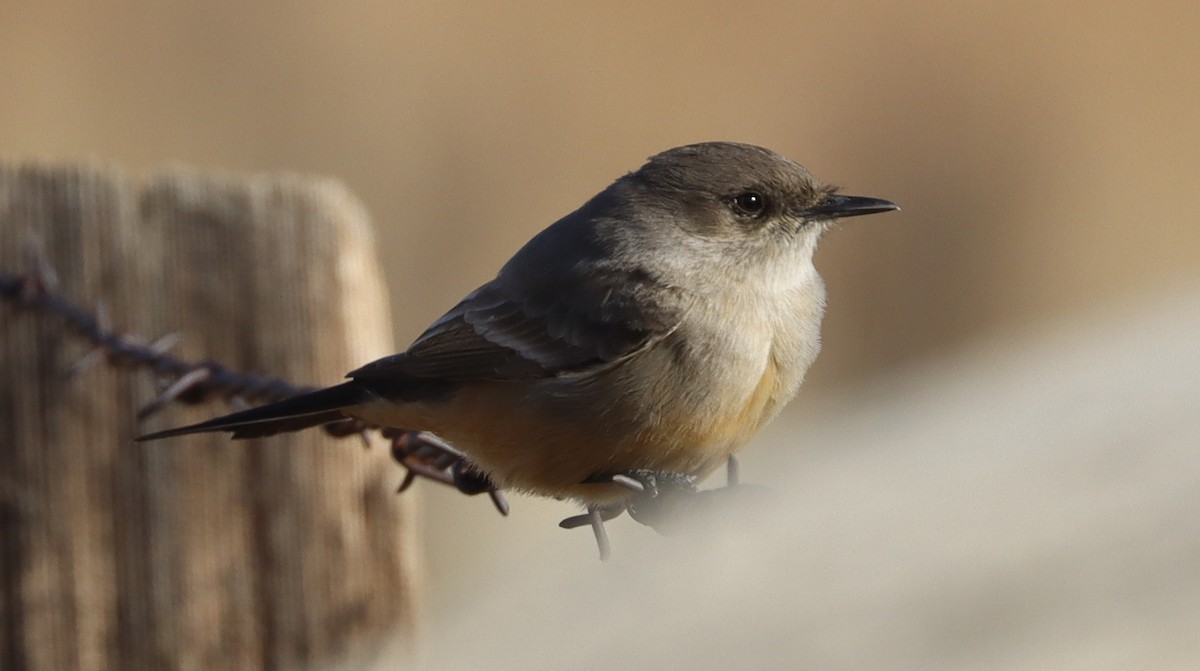 Say's Phoebe - ML614585400