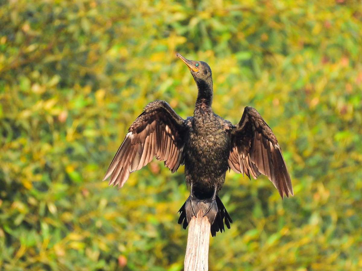 Indian Cormorant - ML614585490