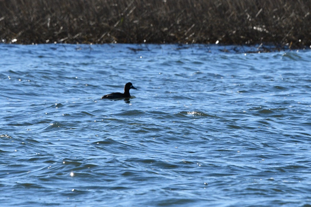 Lesser Scaup - ML614585559