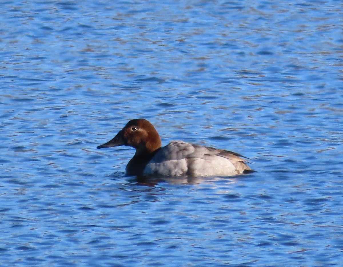 Canvasback - ML614585572