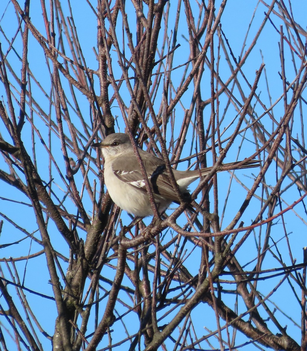 Northern Mockingbird - ML614585587