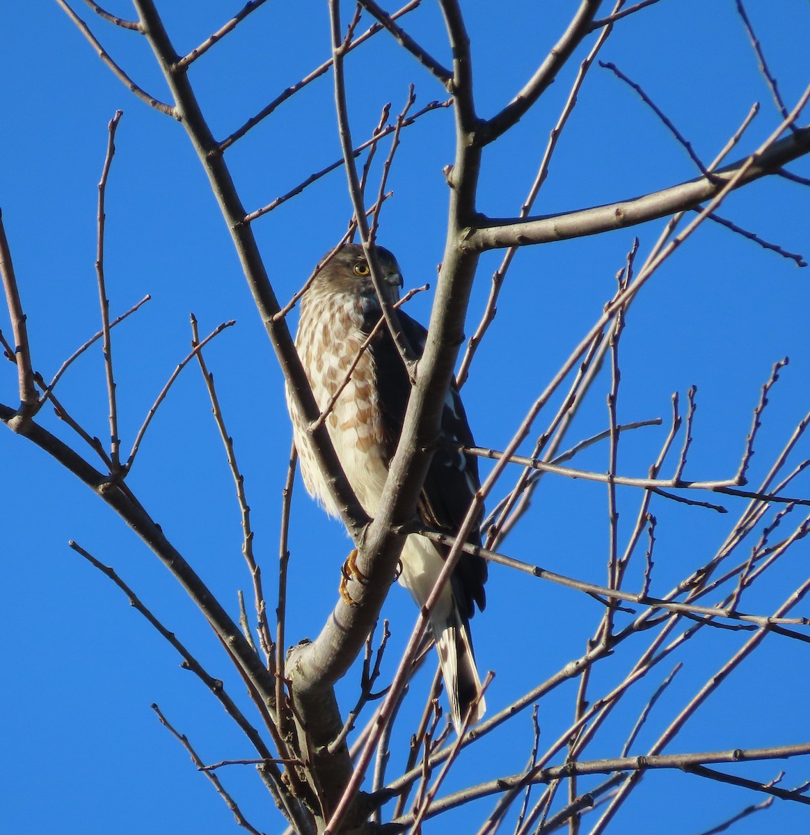 Sharp-shinned Hawk - ML614585602