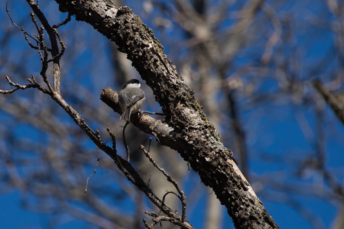 Carolina Chickadee - ML614585604