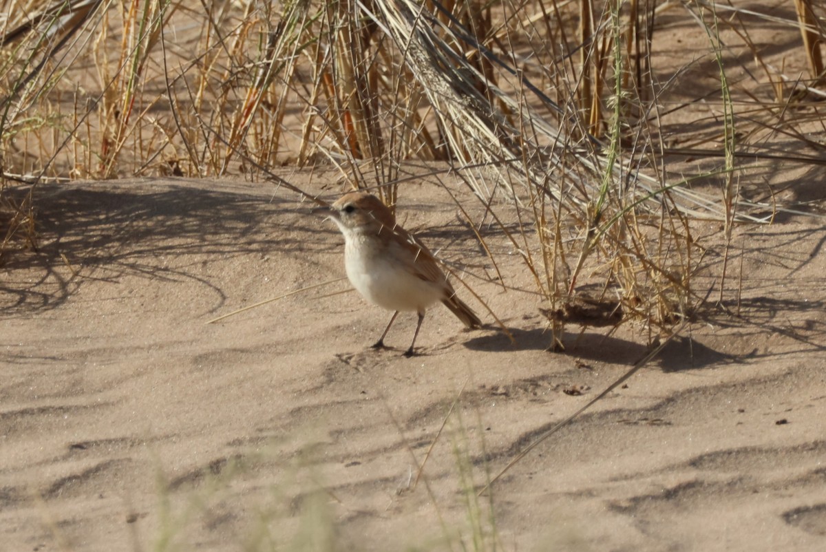 Alondra de las Dunas (erythrochlamys) - ML614585636