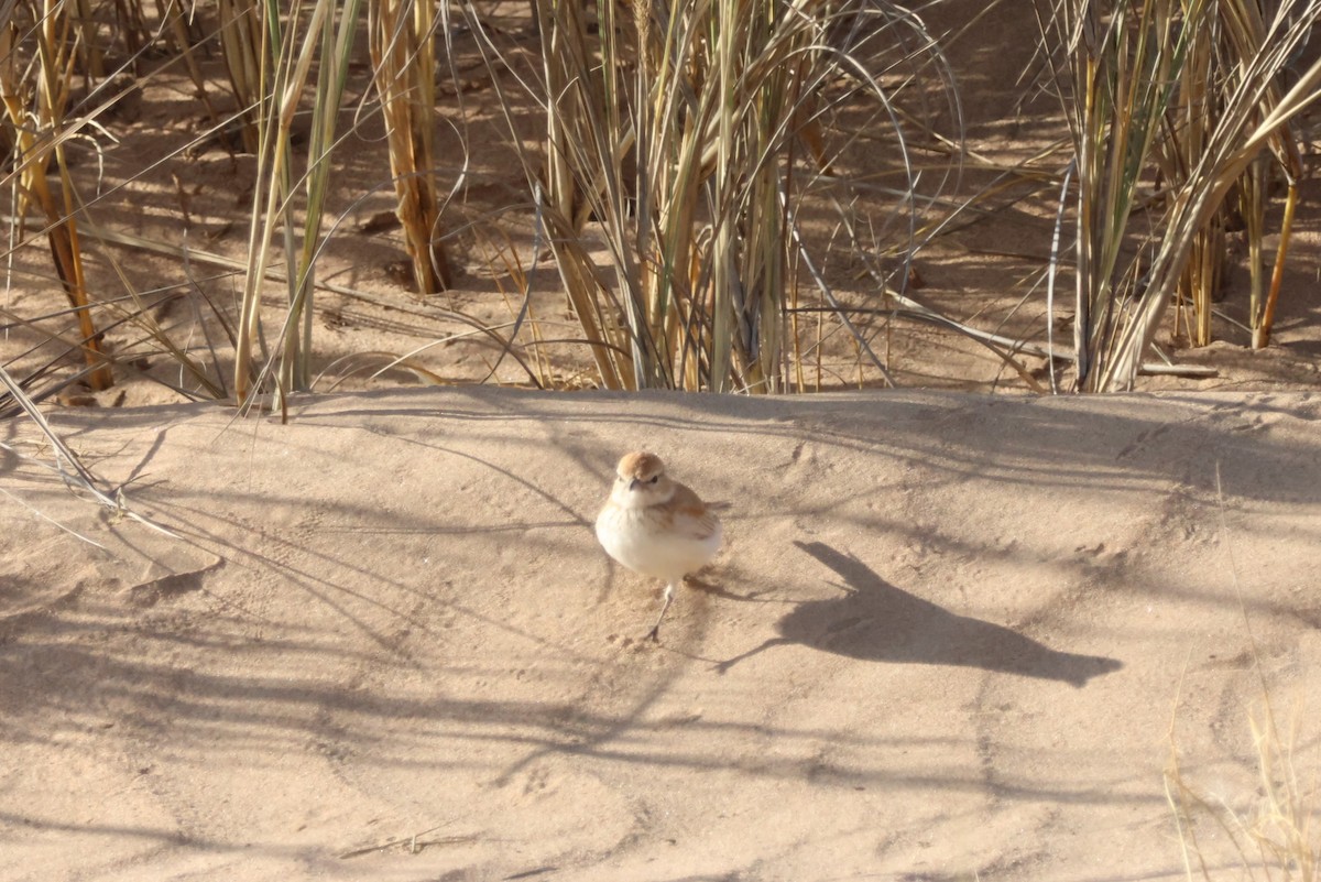 Alondra de las Dunas (erythrochlamys) - ML614585637