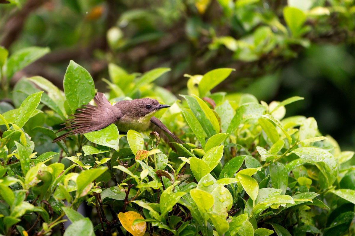 Golden-bellied Gerygone - ML614585647