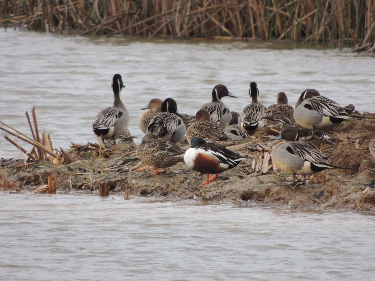 Northern Pintail - ML614585656