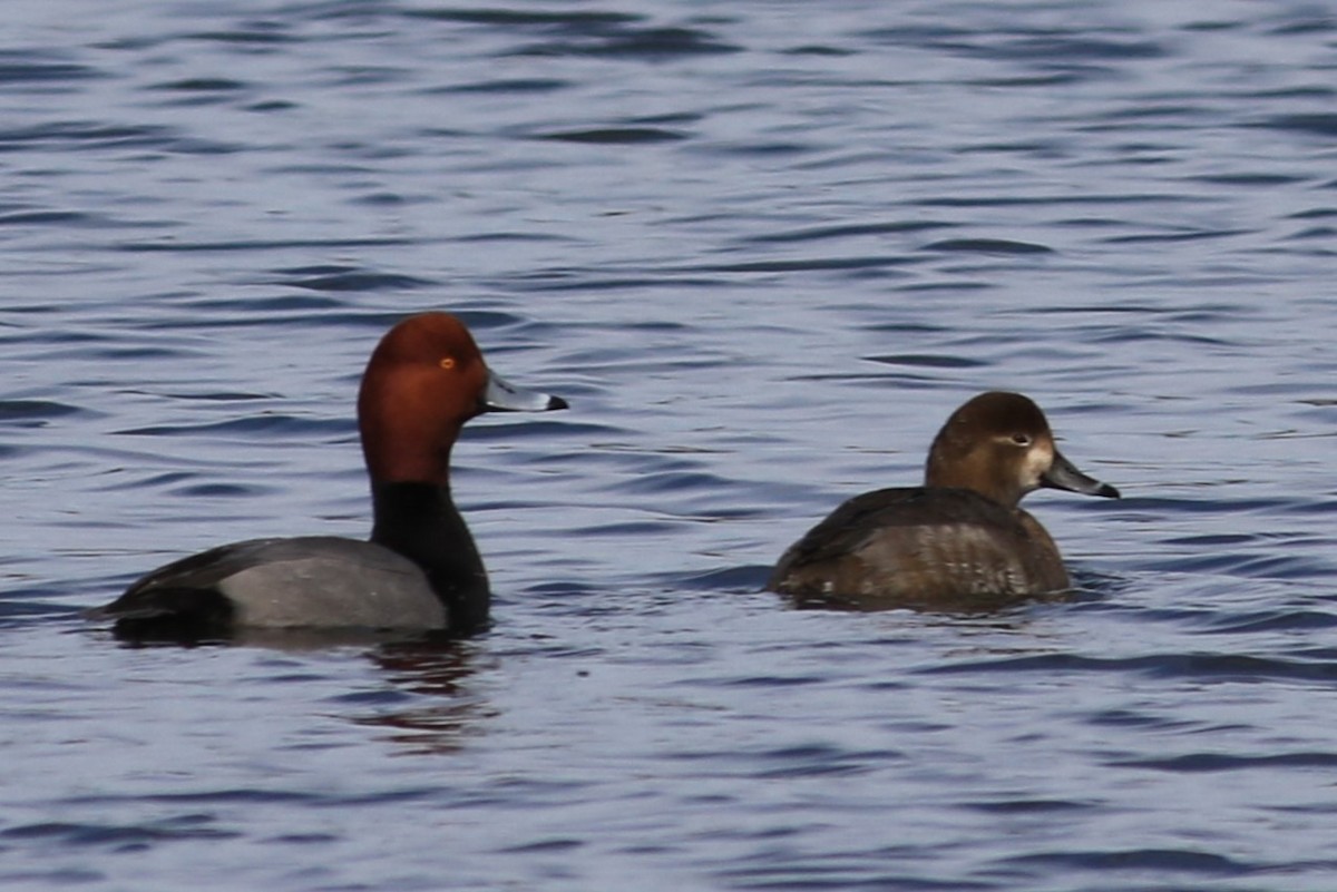 Redhead - ML614585731