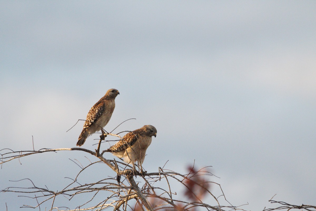 Red-shouldered Hawk - ML614585750