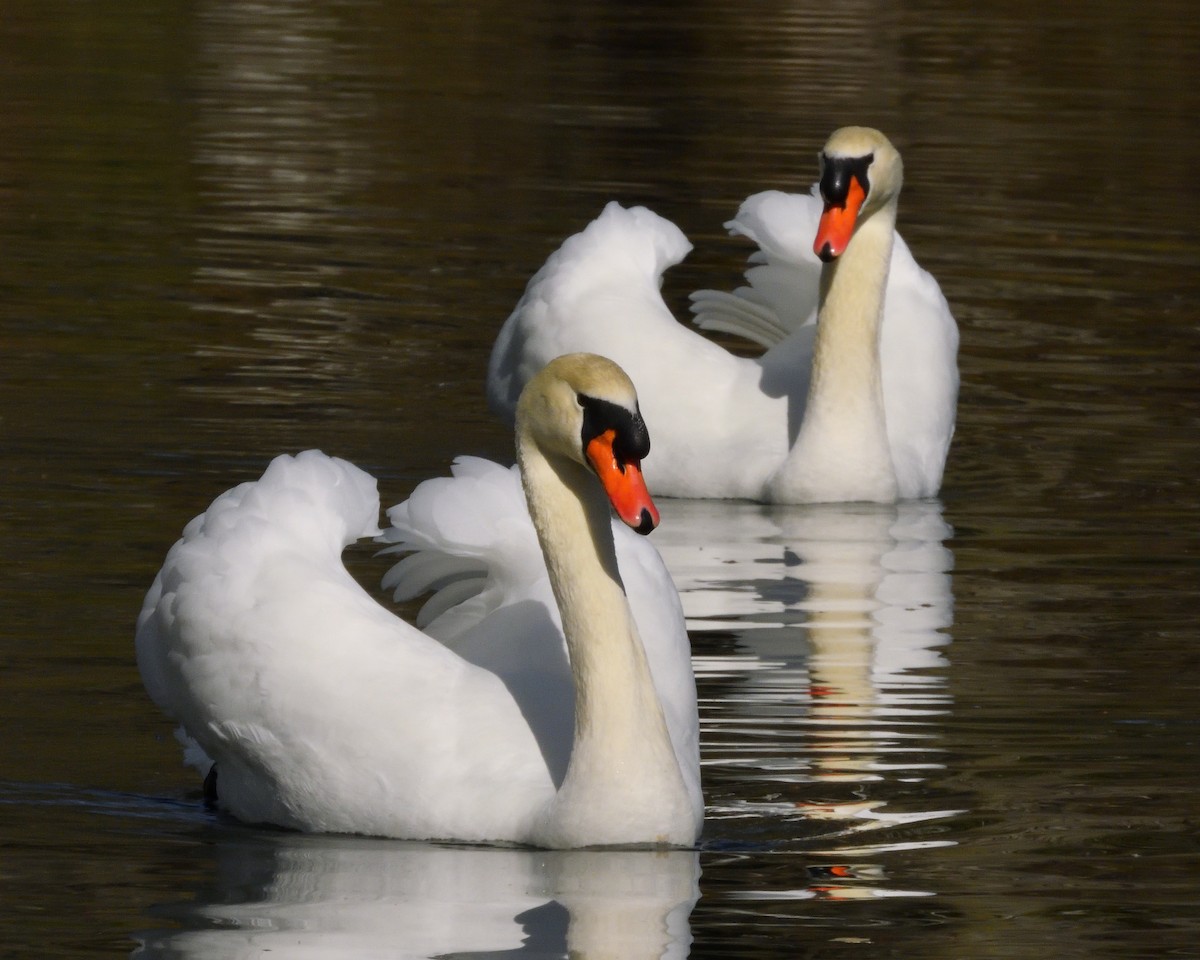 Mute Swan - Kayla Echols