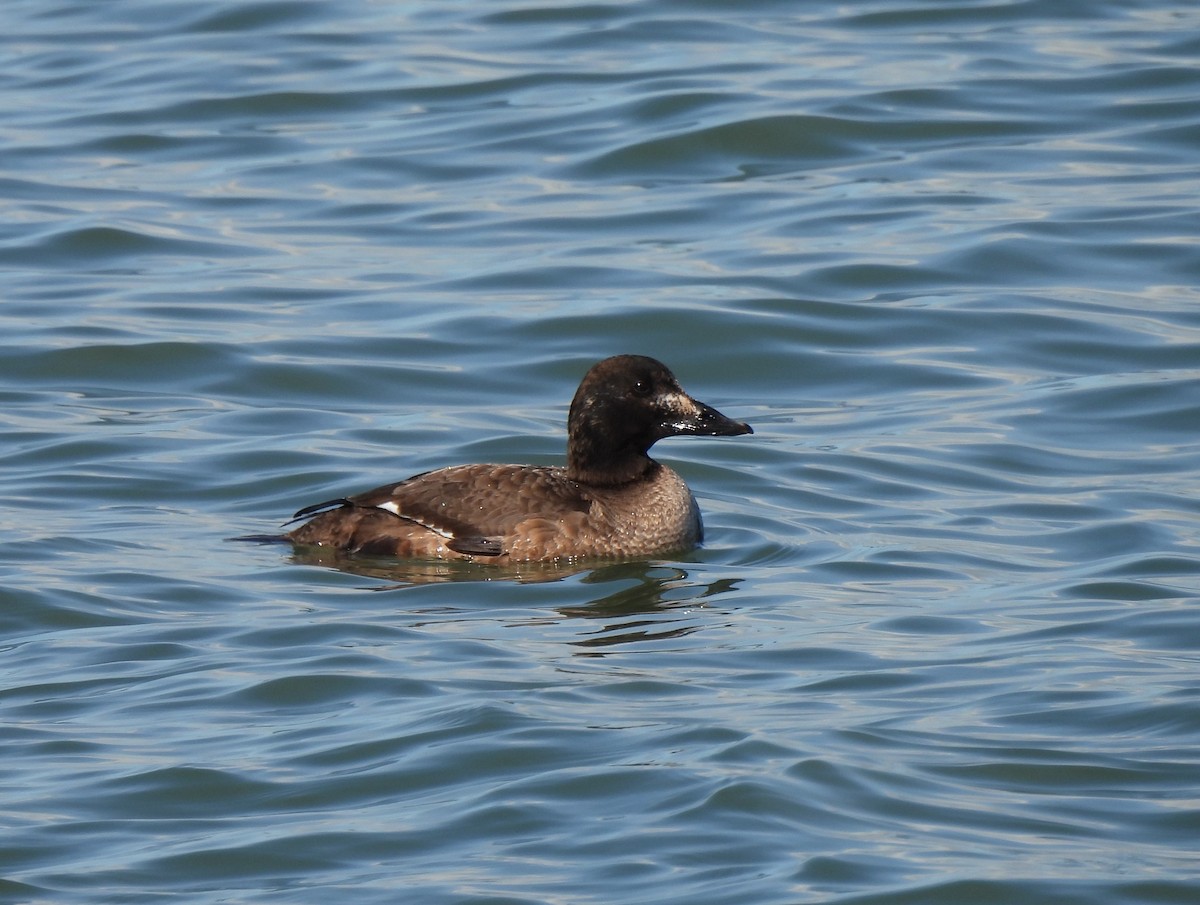 White-winged Scoter - ML614585773