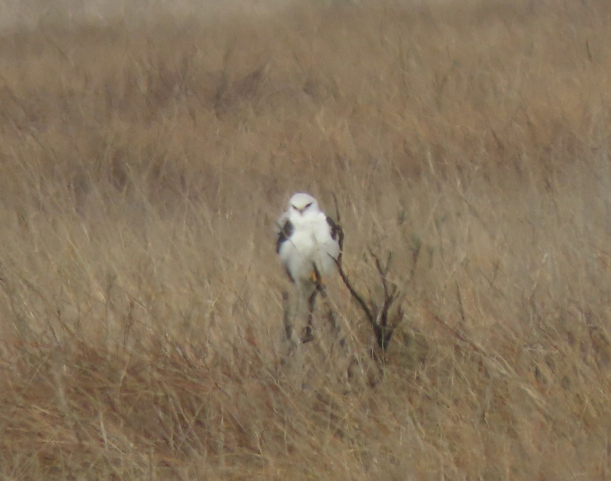 White-tailed Kite - Bonnie Berard