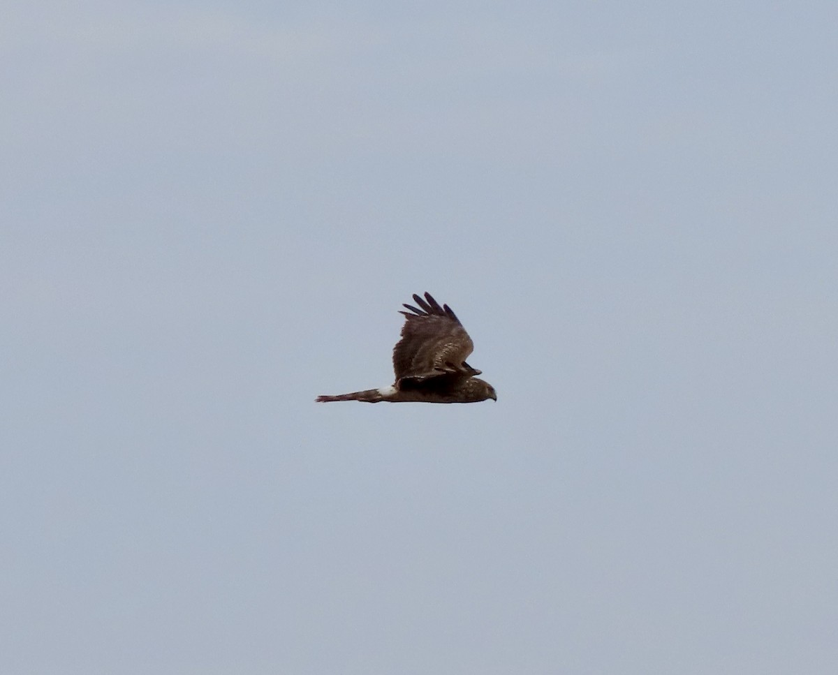 Northern Harrier - Bonnie Berard