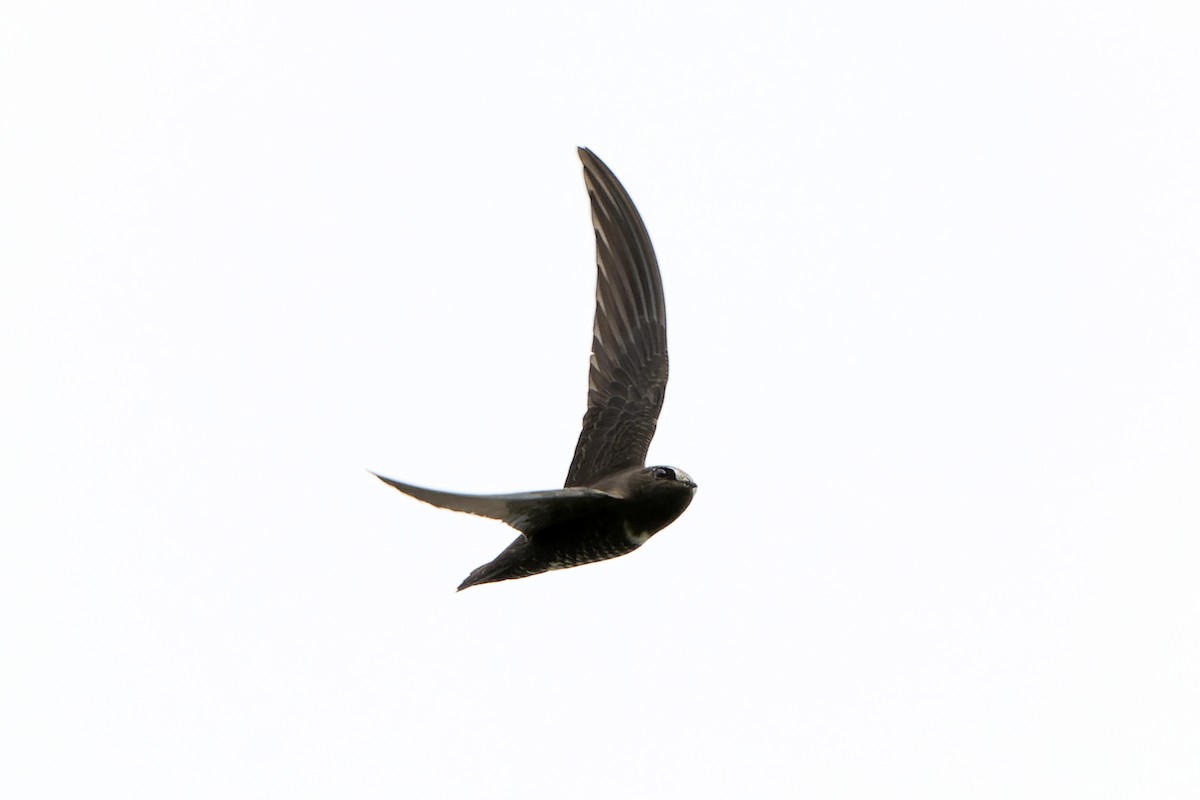 White-chested Swift - ML614585936