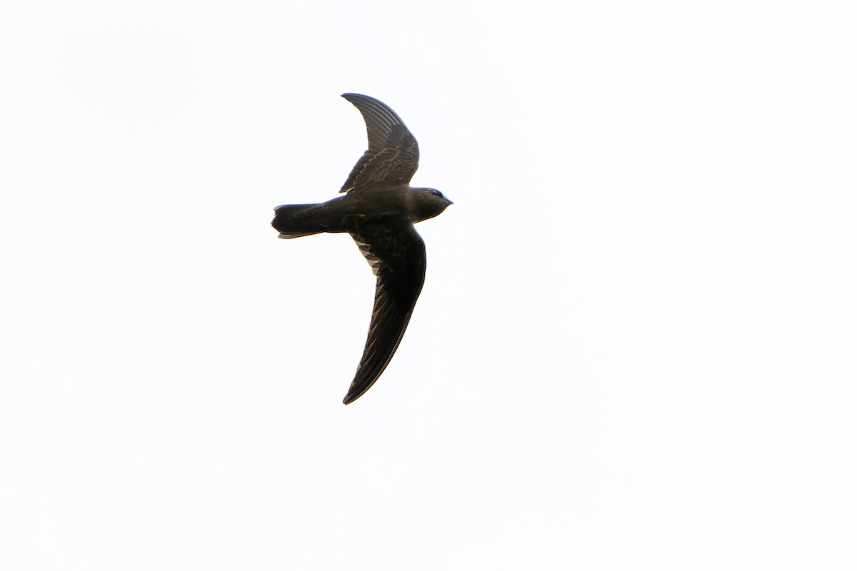 White-chested Swift - ML614585953