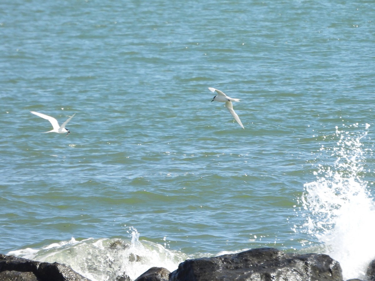 White-fronted Tern - ML614585960