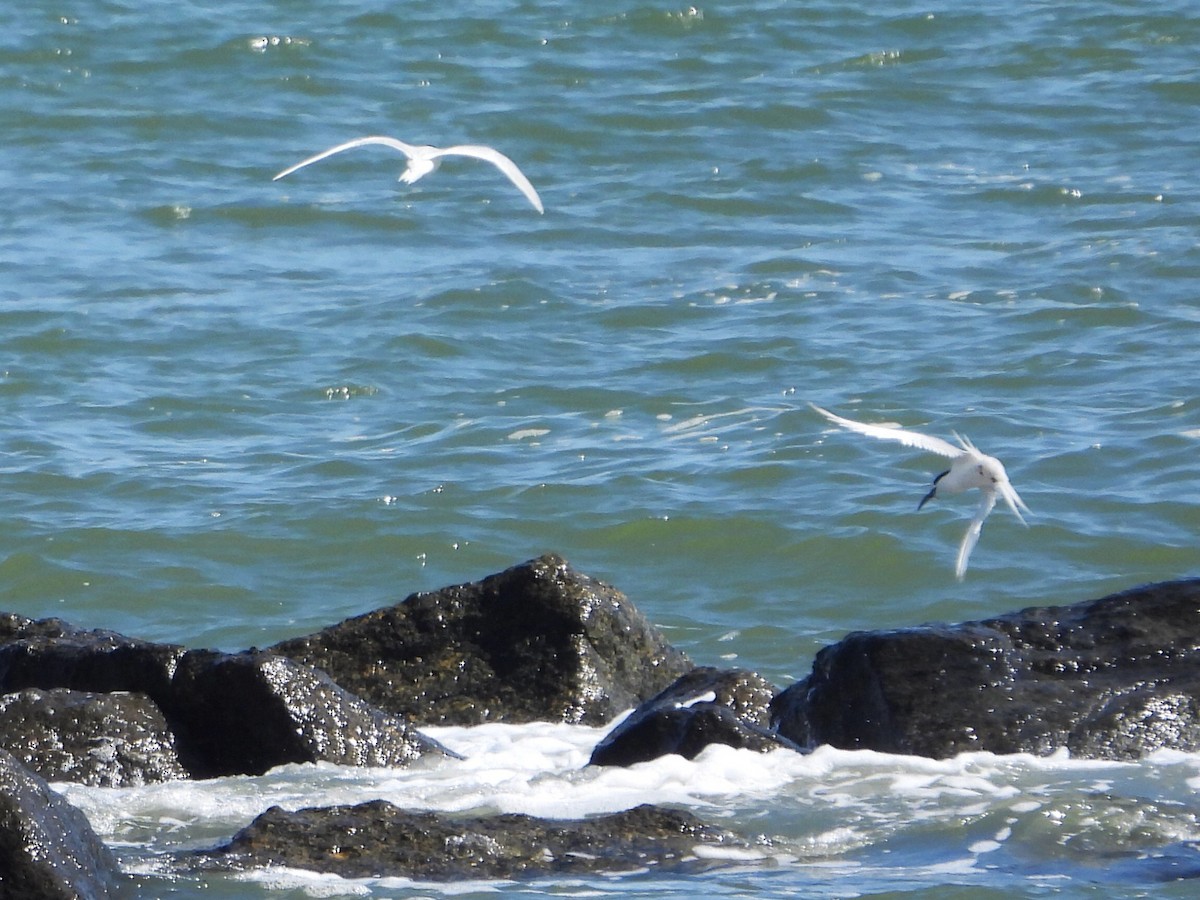 White-fronted Tern - ML614585961