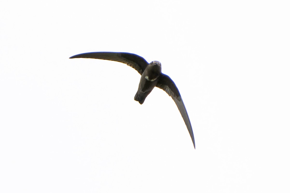 White-chested Swift - ML614585962