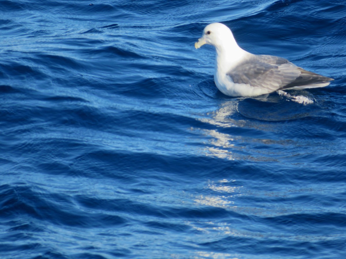 Northern Fulmar (Atlantic) - ML614585973