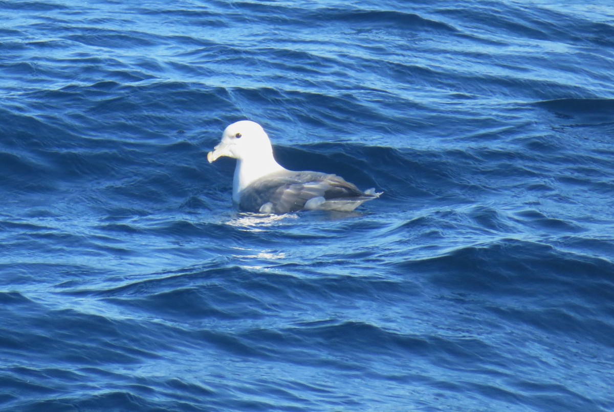 Fulmar Boreal (Atlántico) - ML614585974