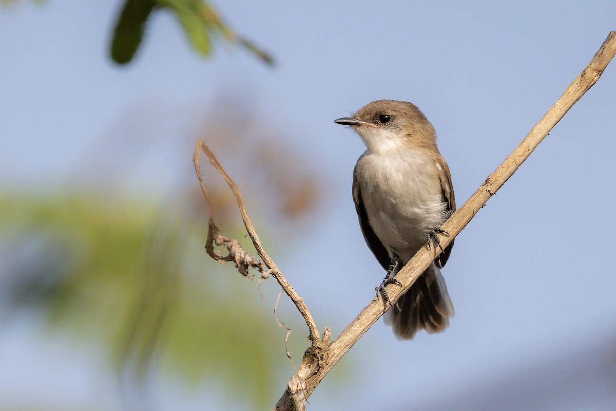 River Tyrannulet - ML614586011