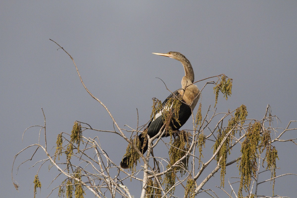 Anhinga - ML614586053