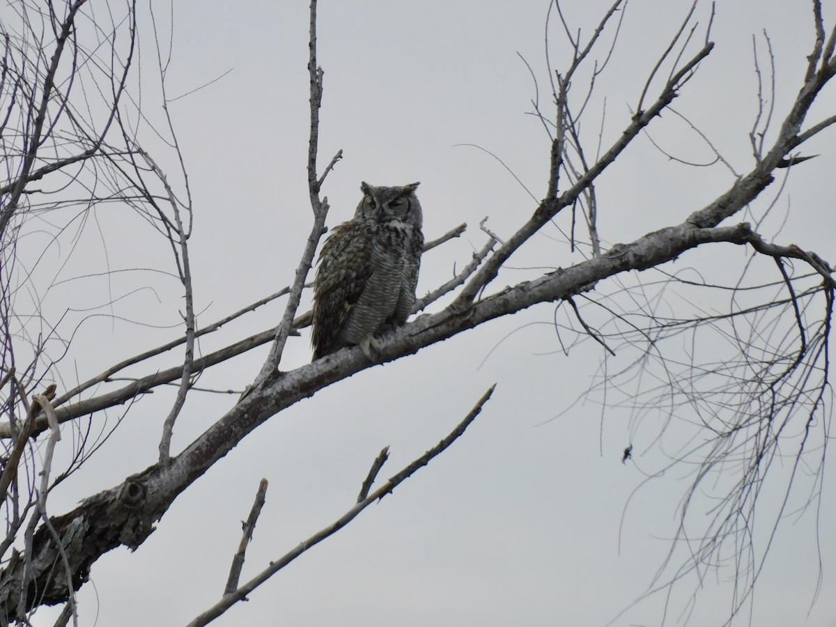 Great Horned Owl - Josh Bremer