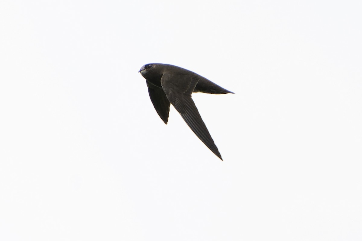 White-chinned Swift - ML614586073