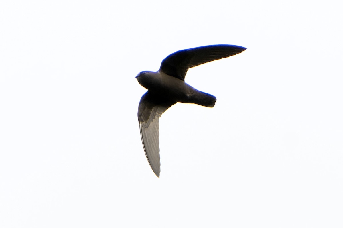 White-chinned Swift - ML614586099