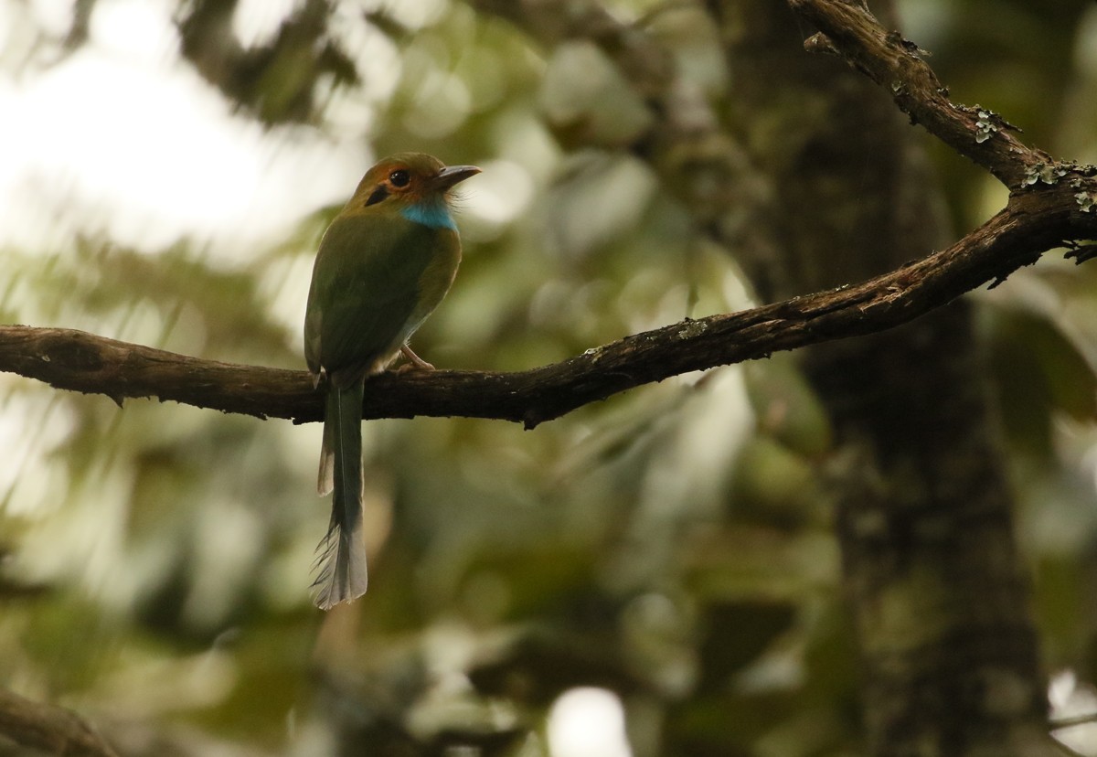 Blue-throated Motmot - Matt Hysell