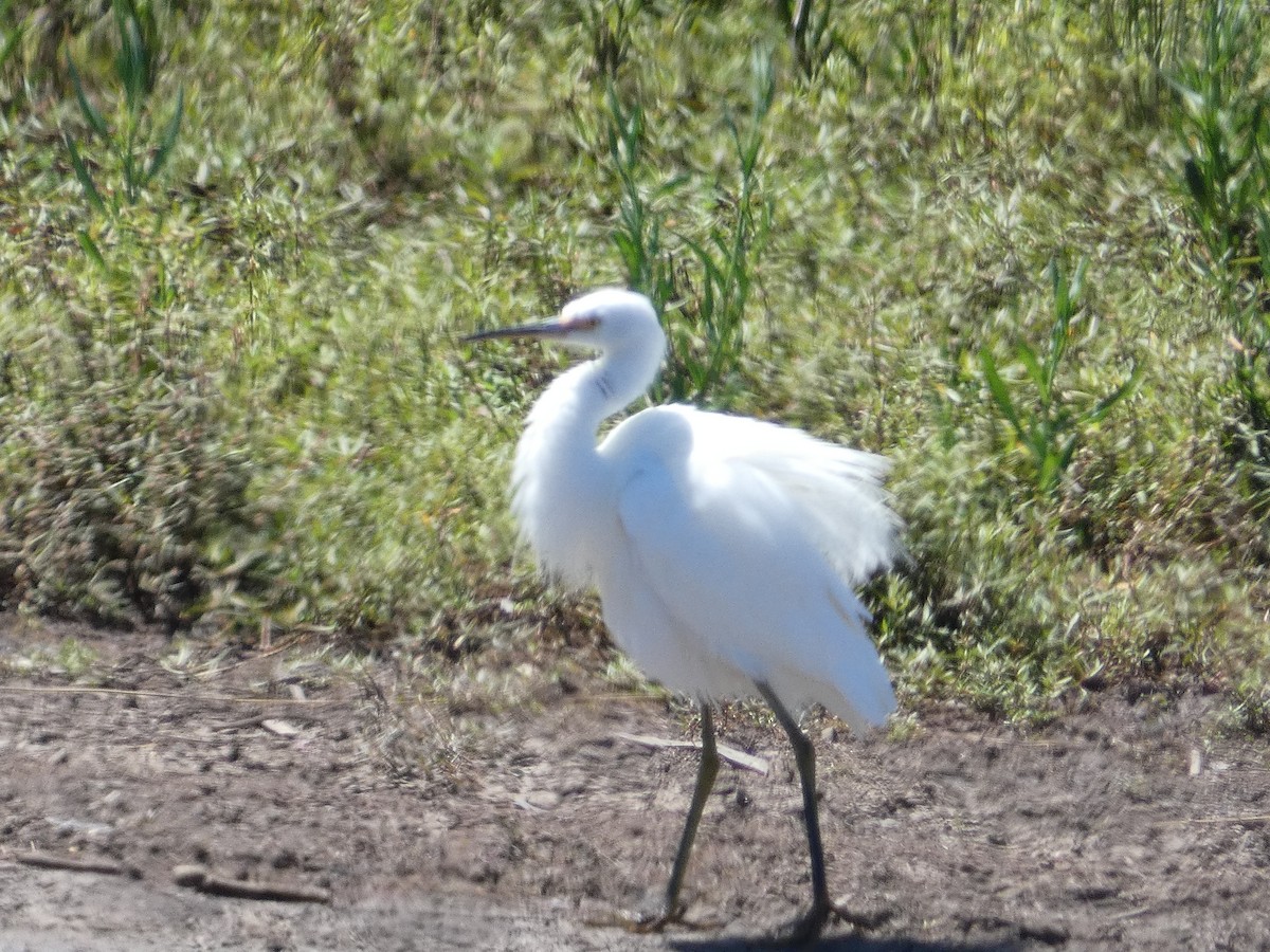 Little Egret - ML614586152