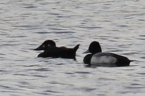 Surf Scoter - Jennifer Allison