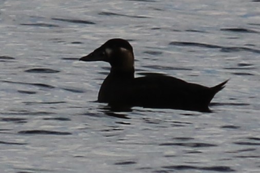 Surf Scoter - Jennifer Allison