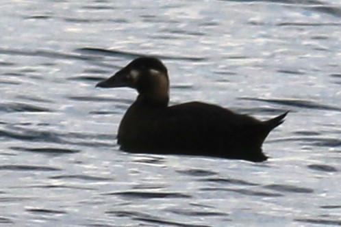 Surf Scoter - Jennifer Allison