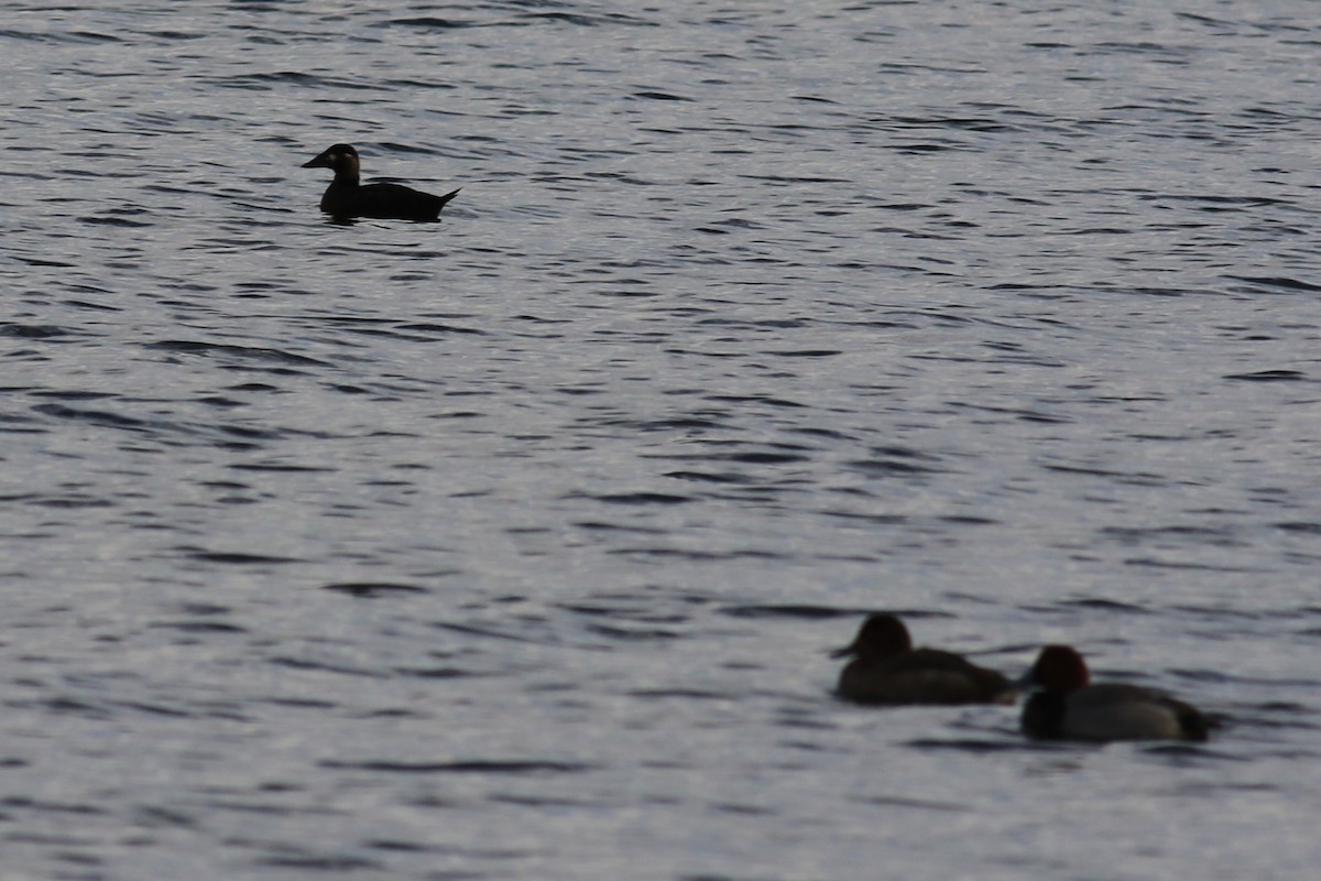 Surf Scoter - Jennifer Allison