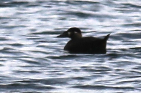 Surf Scoter - Jennifer Allison