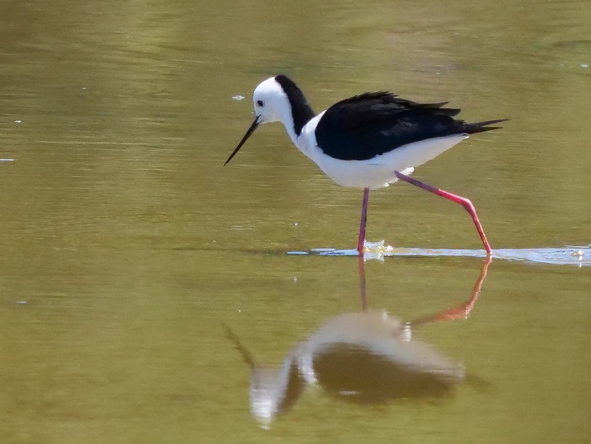 Pied Stilt - ML614586196