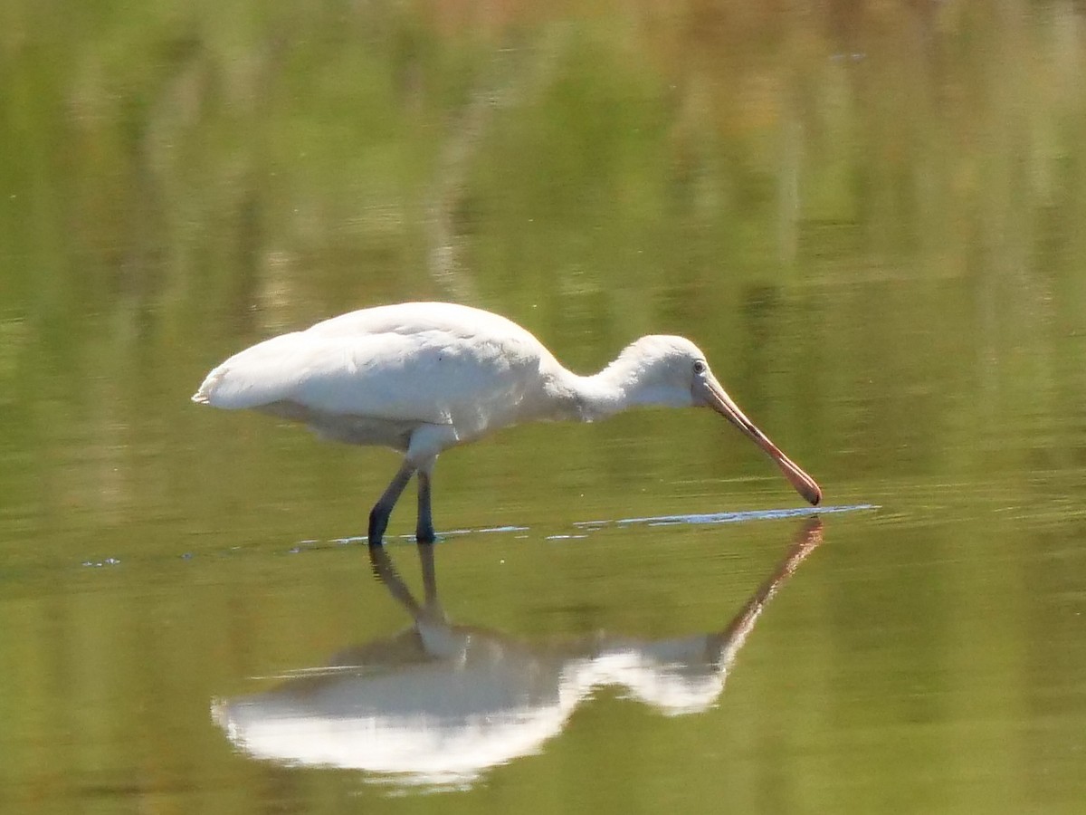 Yellow-billed Spoonbill - ML614586203