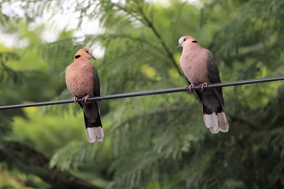 Red-eyed Dove - ML614586210