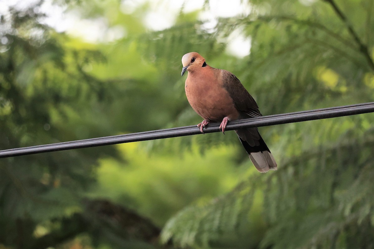 Red-eyed Dove - ML614586211