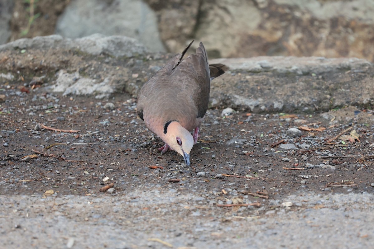 Red-eyed Dove - ML614586213