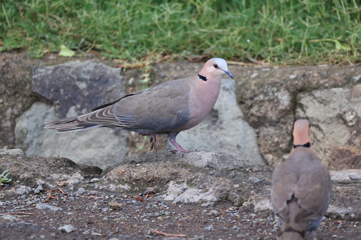 Red-eyed Dove - ML614586215