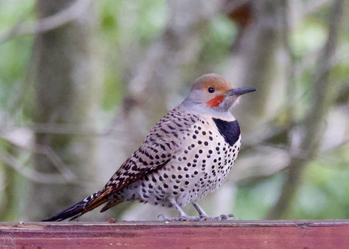 Northern Flicker (Red-shafted) - ML614586297